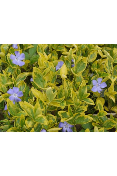 Барвінок малий Aureovariegata